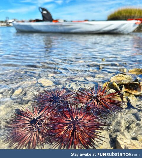 Sea urchins