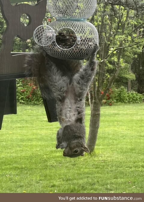 Squirrel van Damme