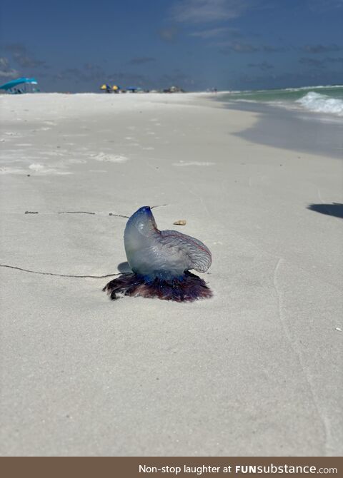 Portuguese man o' war we saw on the shore of Grayton Beach, FL