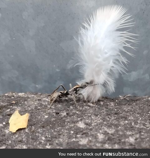 A tiny ant's feathered treasure