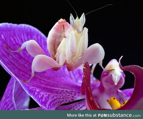 Orchid mantis