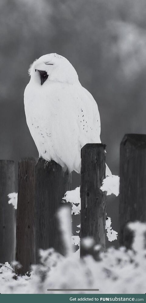 Snowy owl