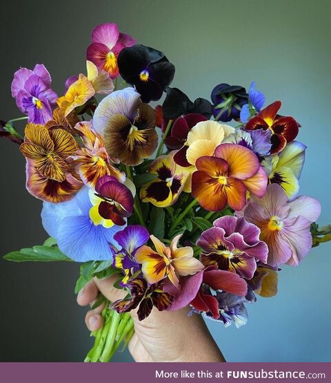 Bunch of pansies