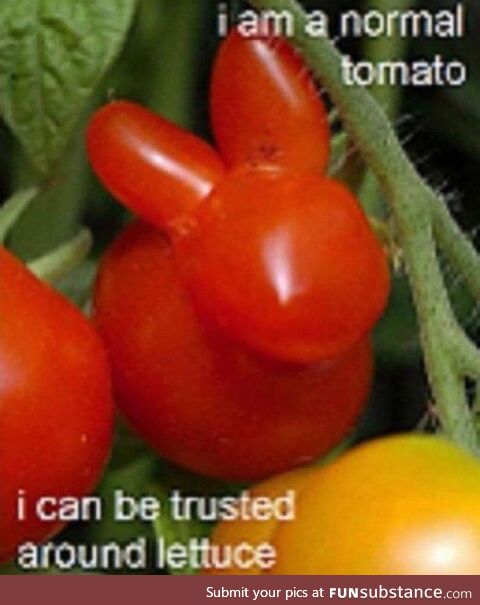 tomato