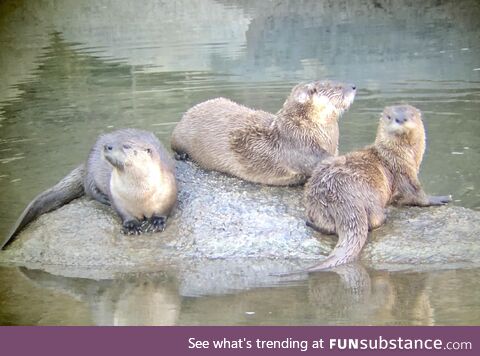 River otters, lamar river, yellowstone national park