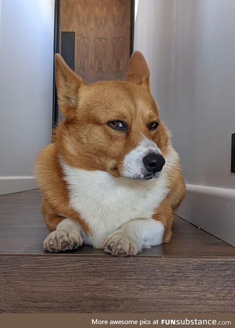 This judgmental Corgi