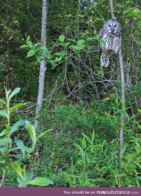 [OC] New neighbour moved into our backyard this spring