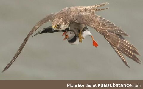 Peregrine falcon grabbing a puffin [Dan Howe/BBC News]