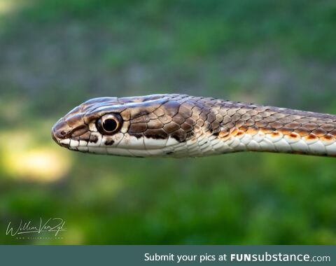 Mildly venomous Karoo Sand Snake from South Africa