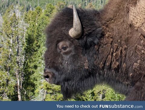 Bison at Yellowstone