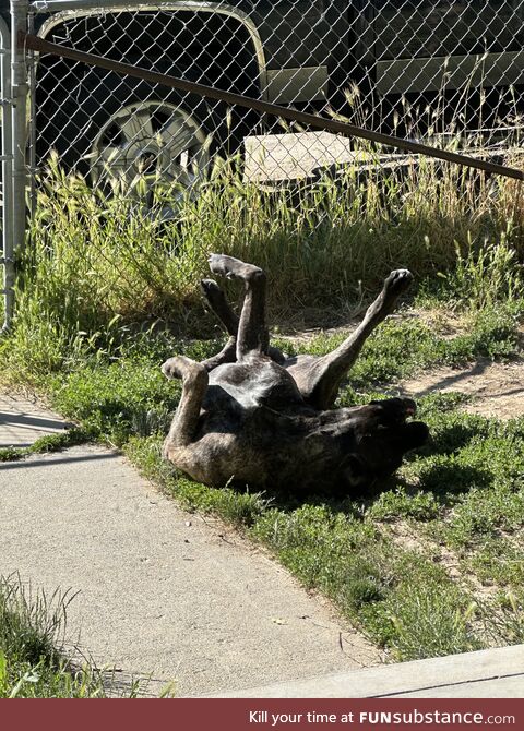 A tangled mess of happy dog