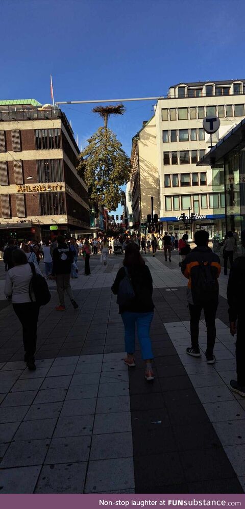 A upside down tree in Stockholm Sweden