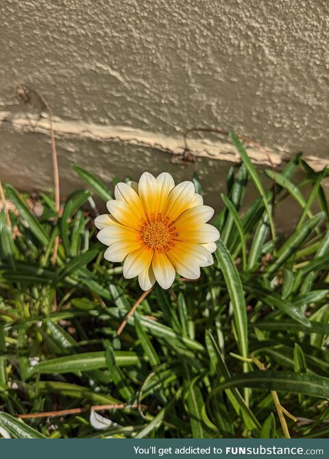 Happy little Gazinia flower