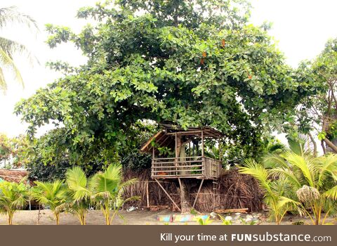 A Tree House by the Beach