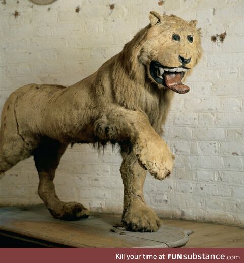 The Lion of Gripsholm Castle, a poorly taxidermied lion from 18th century Sweden