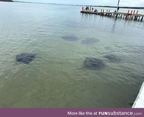 Saw 6 stingrays the other day! (Pic only has 5)