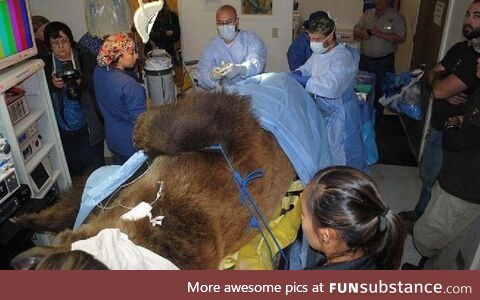 A grizzly bear after fending off 2 college wrestlers