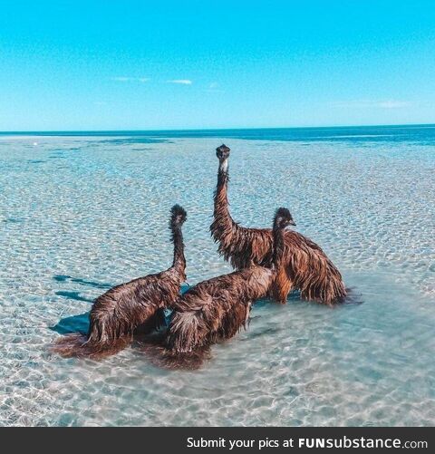 Emu's hanging out in the ocean at Monkey Mia, WA. Only in Australia