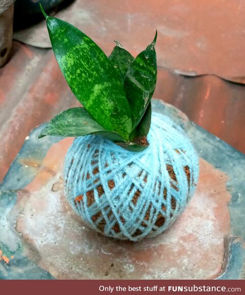 Snake plant kokedama