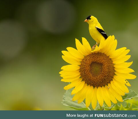 An American goldfinch on a sunflower in the heart of Delaware [OC]