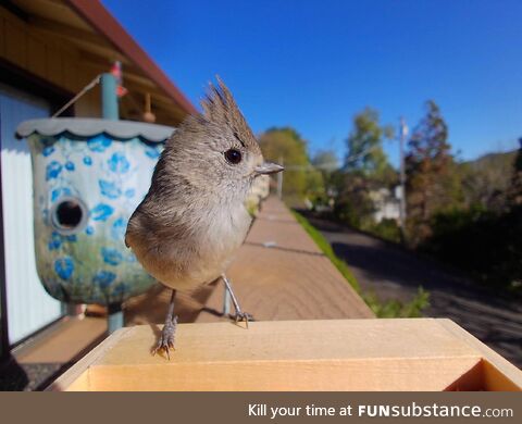 [OC] An Oak Titmouse from California