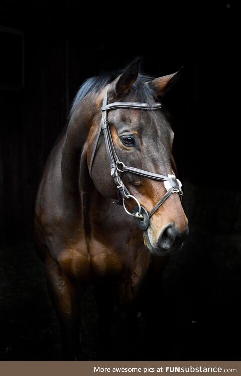 Took some photos of this handsome guy the other day