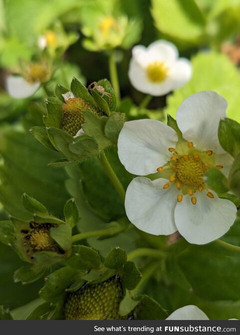 Guarding strawberries