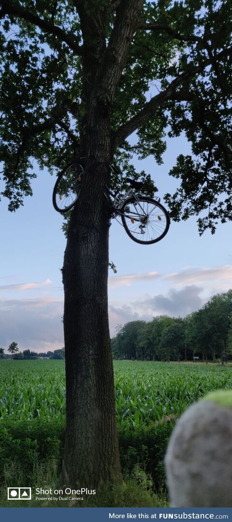 Where the bicycles grow