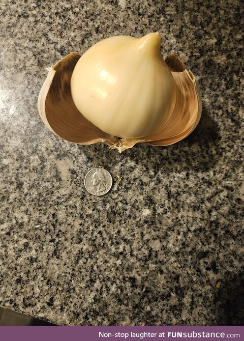 Elephant garlic jackpot! One whole bulb. Quarter for scale