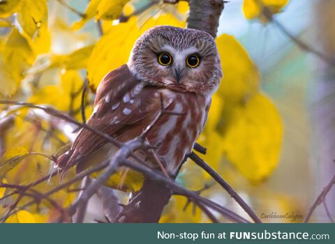 Northern saw-whet owl at a local park [OC]