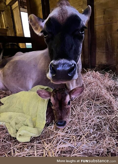 (oc), meet Darla and her baby, Mabel. Born last night