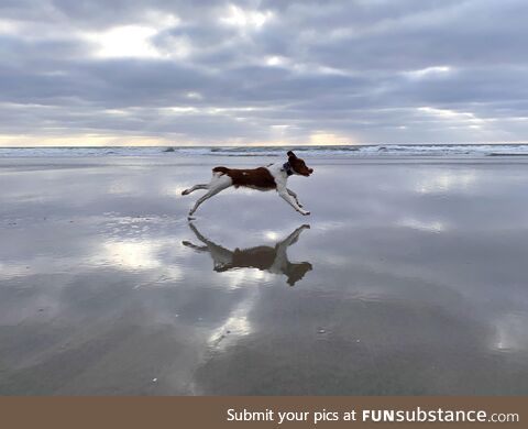 [OC] Pure happiness is running free at the beach!