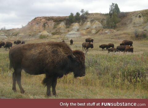 Bison at Theodore Roosevelt NP, N. Dakota USA