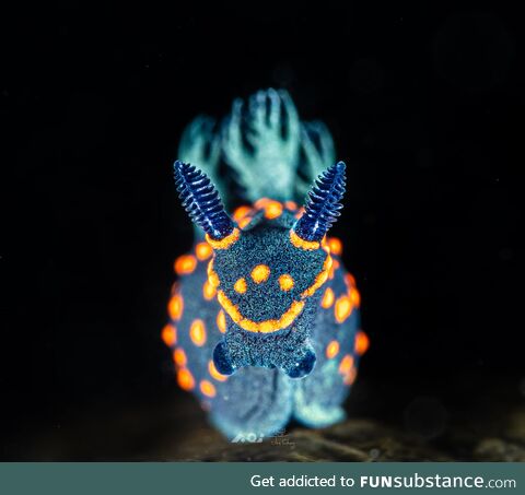 A nudibranch from Taiwan's Green Island. Photo by AOI Joe-Chang