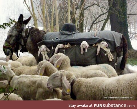 Donkey nanny, Lombardy, Italy