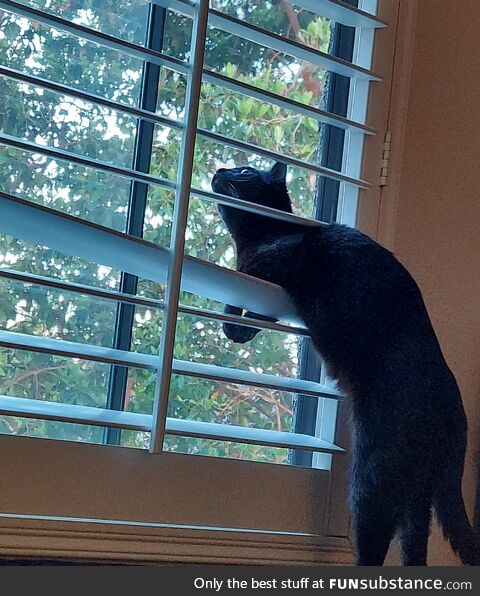 Early morning bird watching