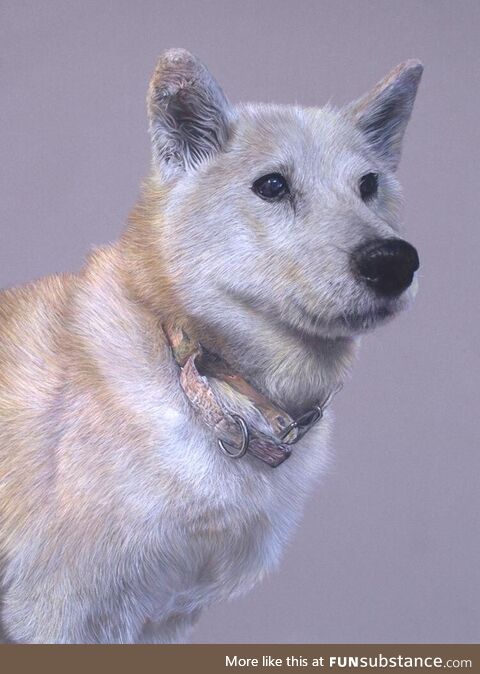 Pastel drawing of Foxy, the Shiba Inu, sadly departed (OC)