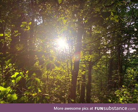 Sunlight breaking through the trees