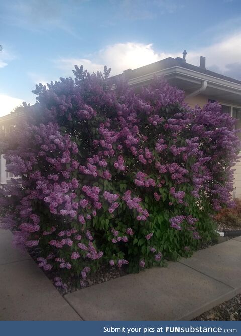 Lilac bush got really big this year. It smells so dang good