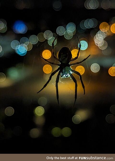 Spider on hotel window