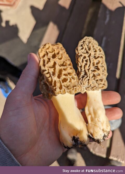 Morel mushrooms