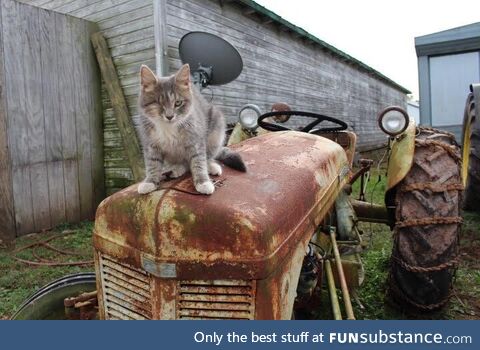 A one-eyed barn cat named “Pirate Man”