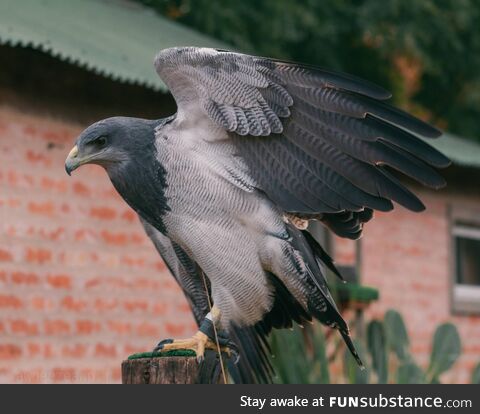 (OC) This black chested buzzard was rescued sfter being shot on her wing, she's unable to