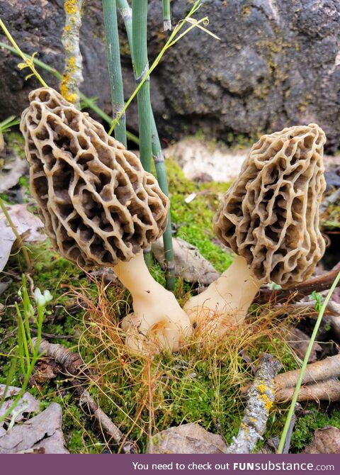 Morel Mushrooms growing in Northern Oregon, USA. [OC]