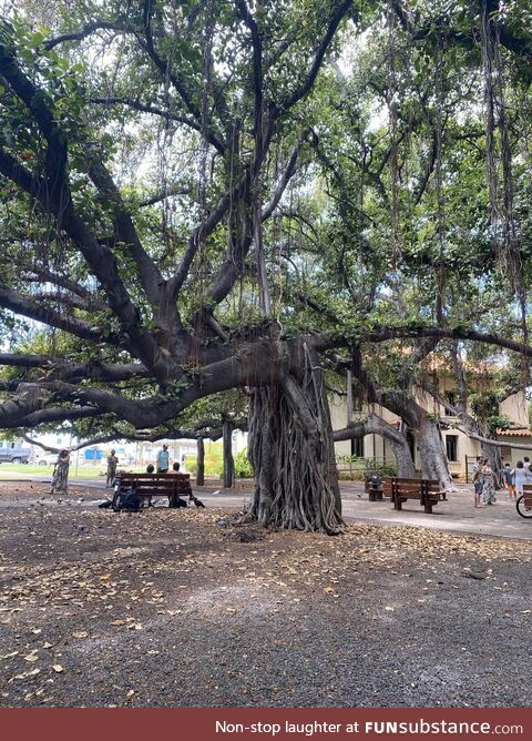 RIP to this amazing tree in Lahaina