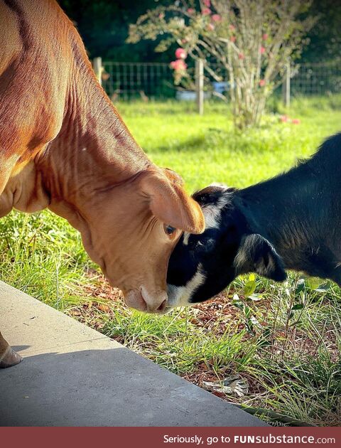 Cows have best friends that they miss when they are apart