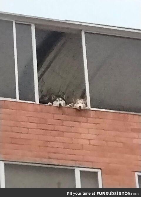 These dogs are whole day gossiping through the window