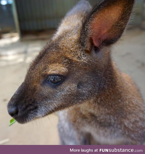 Portrait of a Wallaby