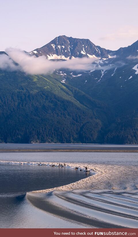 Surfing the Alaska bore tide [OC]