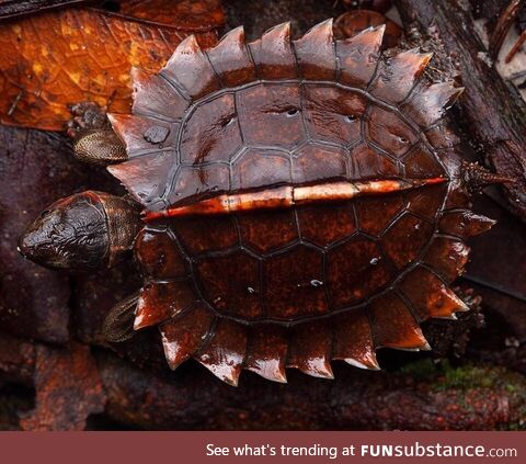 The spiny turtle (Heosemys spinosa) from Malaysia. This species is currently listed as